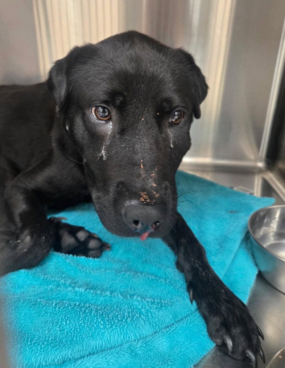 Mercy, a black dog, resting on a blue towel and looking into the camera