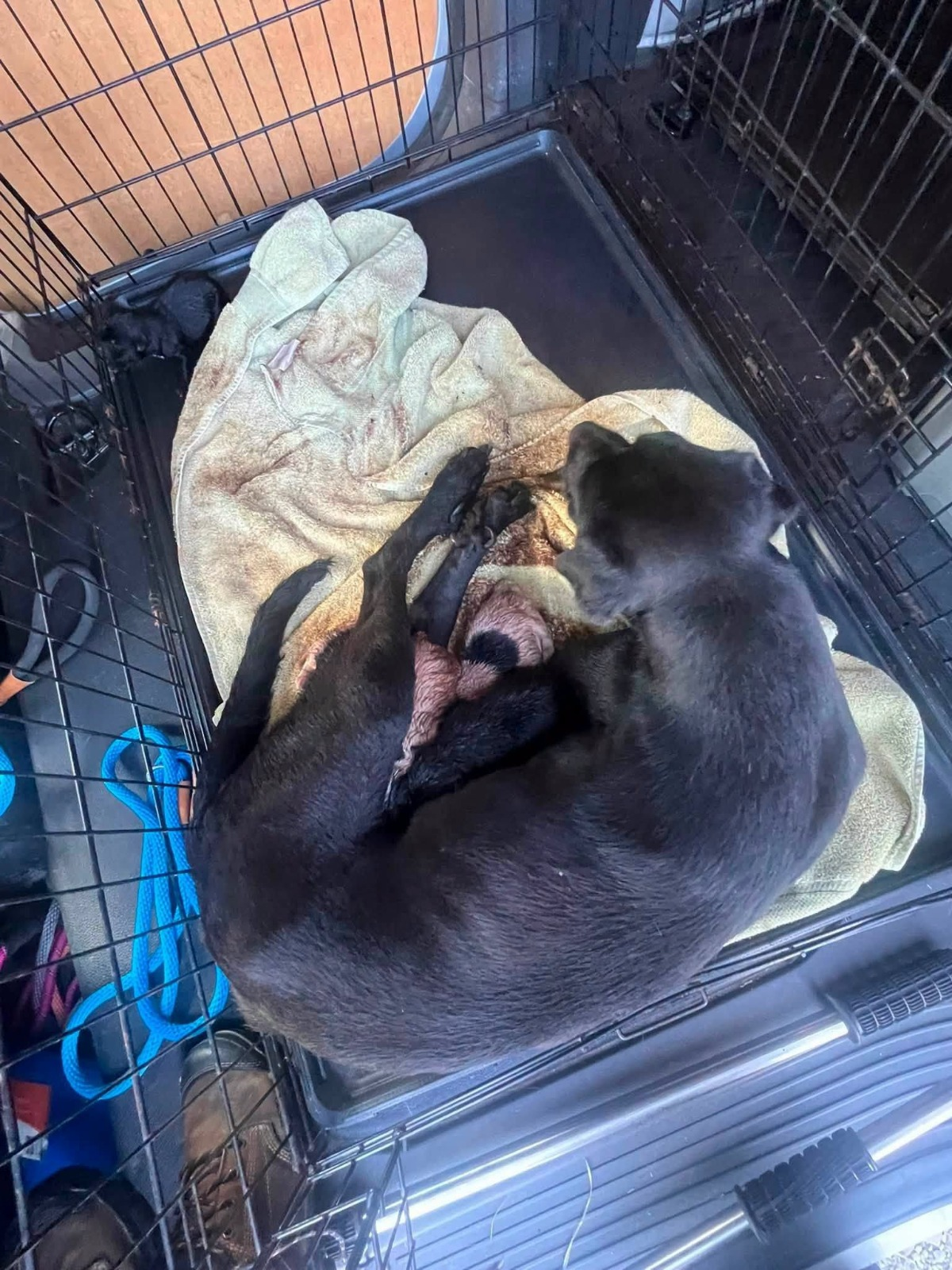 Mercy lying in a crate with her newborn puppies